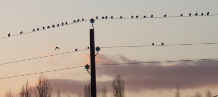reunion d'oiseaux sur un fil electrique, Evron 