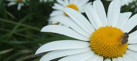 Marguerites sur le chemin du boulot, mai 2009 DSCF4963rv.jpg