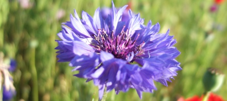 Graine de nature, juin 2010