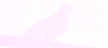 P1010209V.JPG