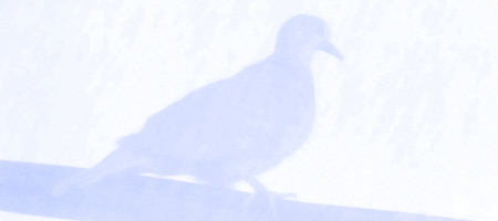 P1010209Vbleu.JPG