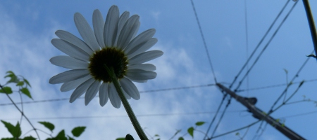 Marguerite, mai 2011