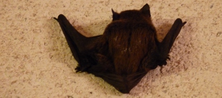 Chauve souris, 28 juin 2011