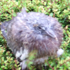 Oiseau non identifié 20 août 2007
