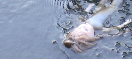 Evron, Poupée cassée dérivant dans un ruisseau, 08 septembre 2007 