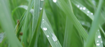 Apres la pluie, mai 2009 Apres la pluie