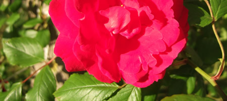 Rose du jardin, 31 mai 2009 DSCF4973v.jpg