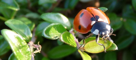 Coccinelle