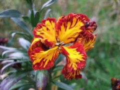 DSCF4795.JPG