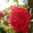 DSCF4977.jpg
