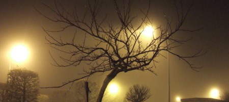 arbre dans la brume, dec. 2009
