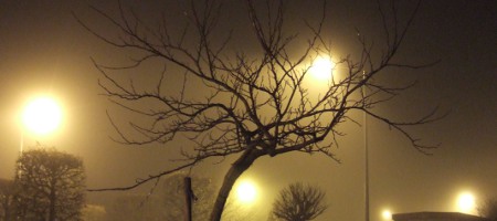 arbre dans la brume, dec. 2009